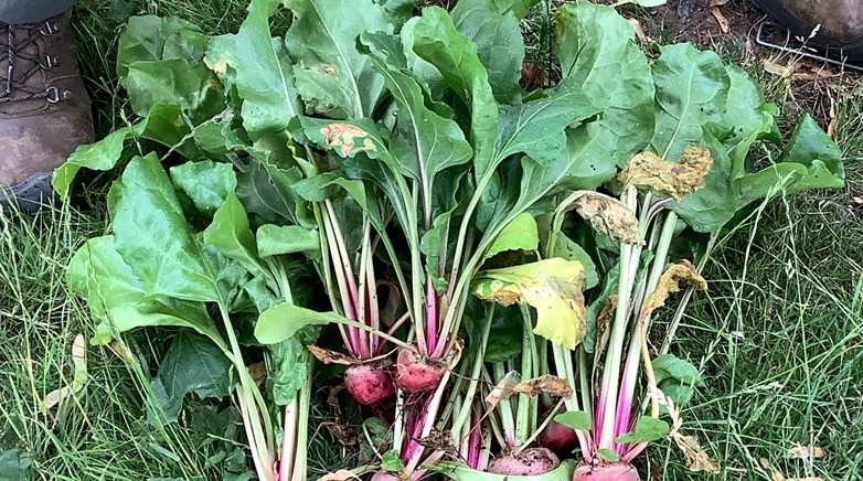 Gardening Club