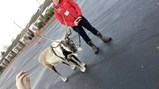 Reindeer