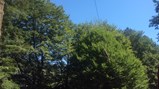 Derwent Hill 2018