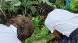 Gardening Club