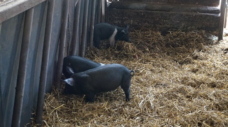 Year 3 visit Broom House Farm