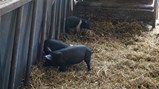 Year 3 visit Broom House Farm