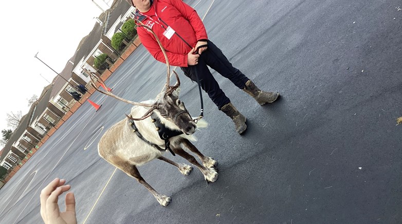 Reindeer