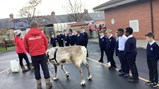 Reindeer